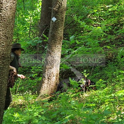 Výcvikový den Polských honičů Lípa nad Dřevnicí