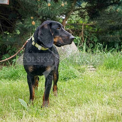 ýcvikový den Polských honičů a barvářů -přehrada Jestřebice - honitby Hs Bohuslavice a LČR Bohuslavice