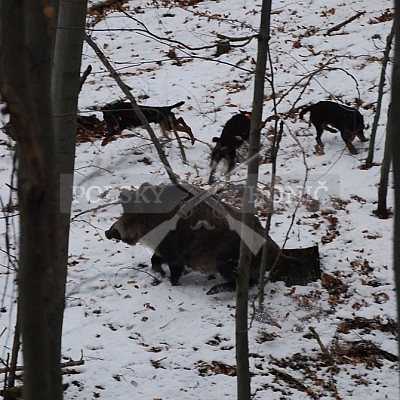 Naháňka Štítná nad Vláří 8.12.2016- podrobná foto prohlídka - autor Pavel Mašláň