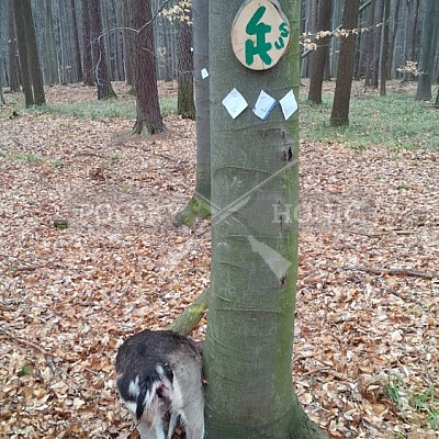 Výcvikový den ČMKCHB v Lípě (19. 3. 2016,  Lípa nad Dřevnicí)