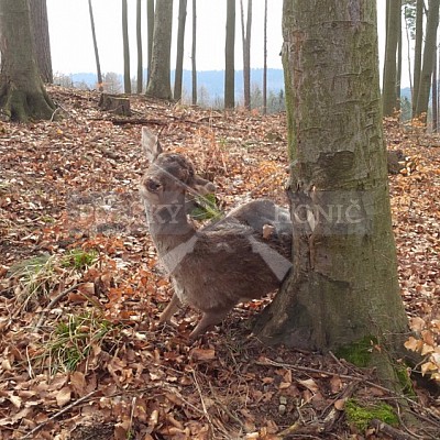 Výcvikový den ČMKCHB v Lípě (19. 3. 2016,  Lípa nad Dřevnicí)