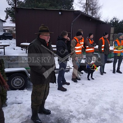 Naháňka Sieraków Śląski-Polsko-14.1.2017- naháňka -Doker,Dzik,Debra,Dona (3ks vysoké,1ks černá,18ks srnčí)