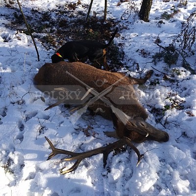 Naháňka Sieraków Śląski-Polsko-14.1.2017- naháňka -Doker,Dzik,Debra,Dona (3ks vysoké,1ks černá,18ks srnčí)