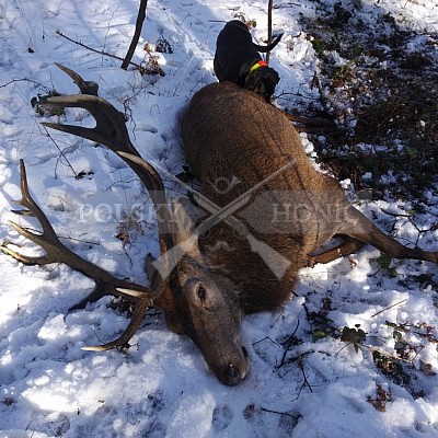 Naháňka Sieraków Śląski-Polsko-14.1.2017- naháňka -Doker,Dzik,Debra,Dona (3ks vysoké,1ks černá,18ks srnčí)