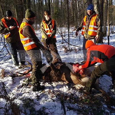 Naháňka Sieraków Śląski-Polsko-14.1.2017- naháňka -Doker,Dzik,Debra,Dona (3ks vysoké,1ks černá,18ks srnčí)