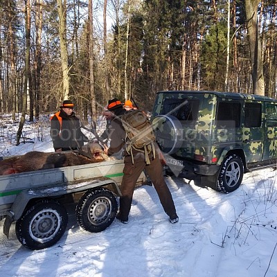 Naháňka Sieraków Śląski-Polsko-14.1.2017- naháňka -Doker,Dzik,Debra,Dona (3ks vysoké,1ks černá,18ks srnčí)