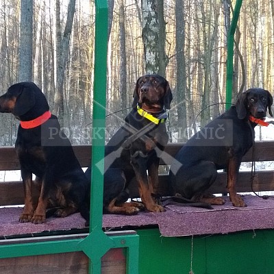 Naháňka Sieraków Śląski-Polsko-14.1.2017- naháňka -Doker,Dzik,Debra,Dona (3ks vysoké,1ks černá,18ks srnčí)