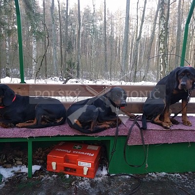 Naháňka Sieraków Śląski-Polsko-14.1.2017- naháňka -Doker,Dzik,Debra,Dona (3ks vysoké,1ks černá,18ks srnčí)