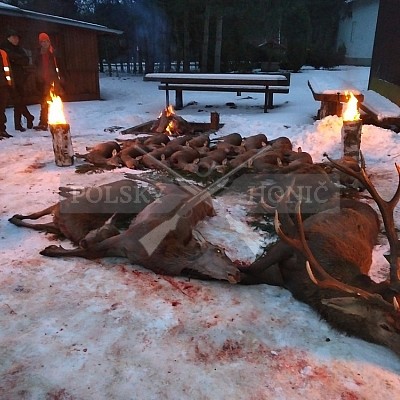 Naháňka Sieraków Śląski-Polsko-14.1.2017- naháňka -Doker,Dzik,Debra,Dona (3ks vysoké,1ks černá,18ks srnčí)