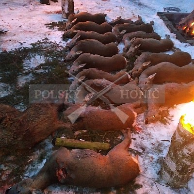 Naháňka Sieraków Śląski-Polsko-14.1.2017- naháňka -Doker,Dzik,Debra,Dona (3ks vysoké,1ks černá,18ks srnčí)