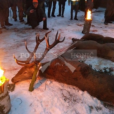 Naháňka Sieraków Śląski-Polsko-14.1.2017- naháňka -Doker,Dzik,Debra,Dona (3ks vysoké,1ks černá,18ks srnčí)