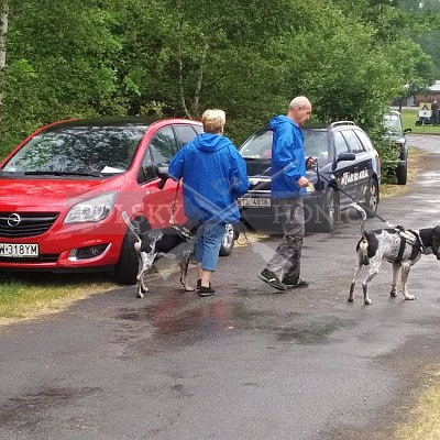 Klubová výstava honičů 4.6.2017- Tábor