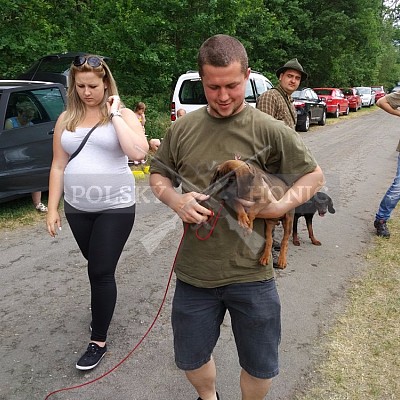 Klubová výstava honičů 4.6.2017- Tábor