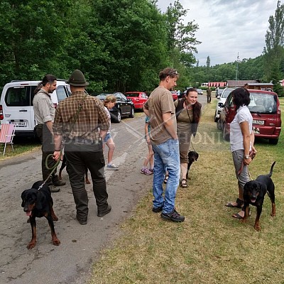 Klubová výstava honičů 4.6.2017- Tábor