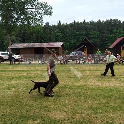 Klubová výstava honičů 4.6.2017- Tábor