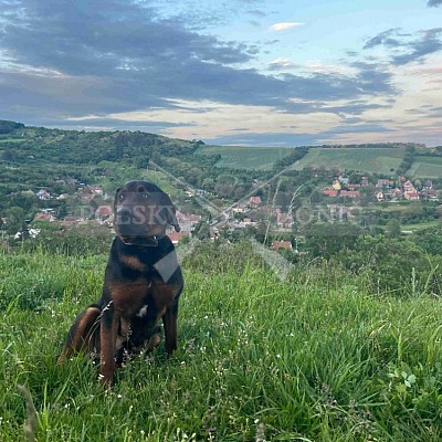 ýcvikový den Polských honičů a barvářů -přehrada Jestřebice - honitby Hs Bohuslavice a LČR Bohuslavice