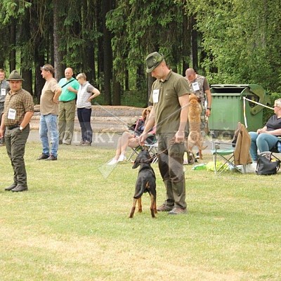 Klubová výstava honičů 4.6.2017- Tábor