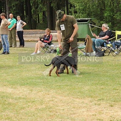 Klubová výstava honičů 4.6.2017- Tábor