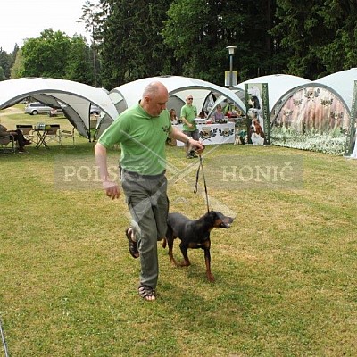 Klubová výstava honičů 4.6.2017- Tábor