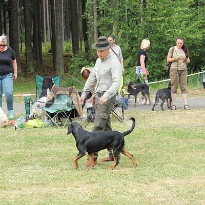 Klubová výstava honičů 4.6.2017- Tábor