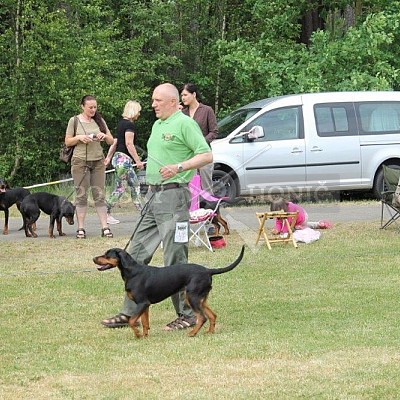 Klubová výstava honičů 4.6.2017- Tábor