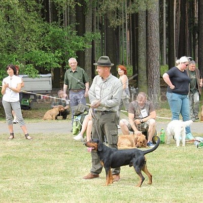 Klubová výstava honičů 4.6.2017- Tábor