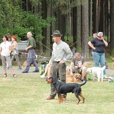 Klubová výstava honičů 4.6.2017- Tábor