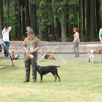 Klubová výstava honičů 4.6.2017- Tábor