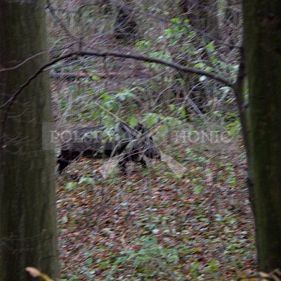 Naháňka Lípa u Zlína 12.11.2016 - podrobná foto prohlídka 