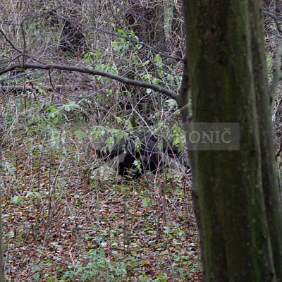 Naháňka Lípa u Zlína 12.11.2016 - podrobná foto prohlídka 