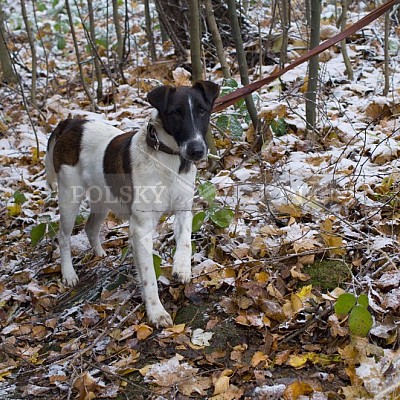 Naháňka Lípa u Zlína 12.11.2016 - podrobná foto prohlídka 