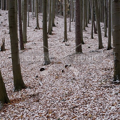 Naháňka Lípa u Zlína 12.11.2016 - podrobná foto prohlídka 