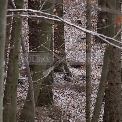 Naháňka Lípa u Zlína 12.11.2016 - podrobná foto prohlídka 