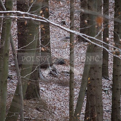 Naháňka Lípa u Zlína 12.11.2016 - podrobná foto prohlídka 