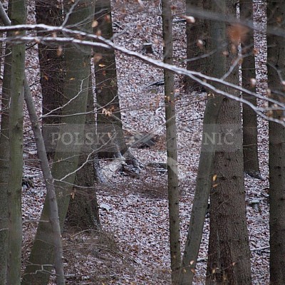 Naháňka Lípa u Zlína 12.11.2016 - podrobná foto prohlídka 