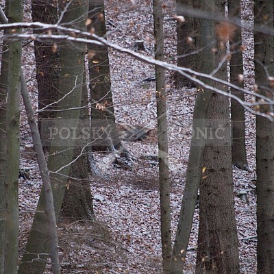 Naháňka Lípa u Zlína 12.11.2016 - podrobná foto prohlídka 