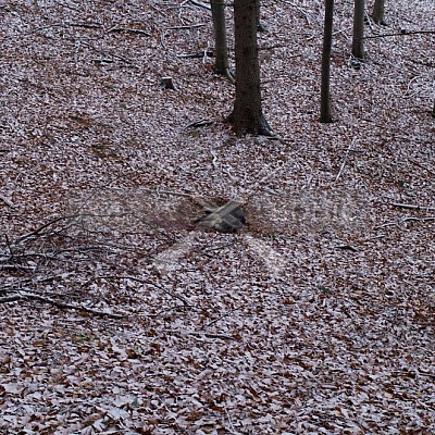 Naháňka Lípa u Zlína 12.11.2016 - podrobná foto prohlídka 