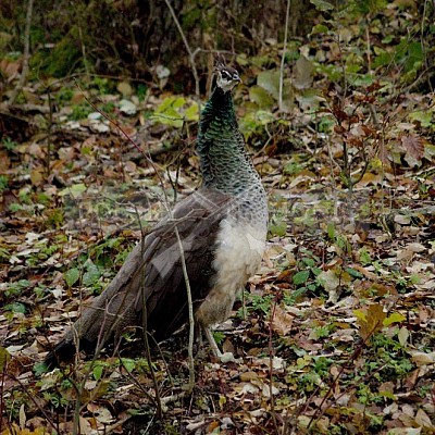 Naháňka Lípa u Zlína 12.11.2016 - podrobná foto prohlídka 