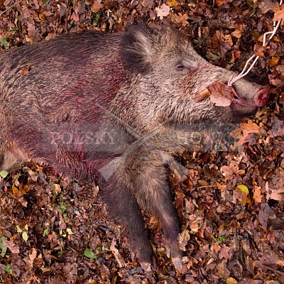 Naháňka Lípa u Zlína 12.11.2016 - podrobná foto prohlídka 