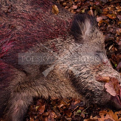 Naháňka Lípa u Zlína 12.11.2016 - podrobná foto prohlídka 