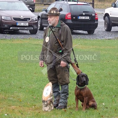 21 ročník celostátní soutěže barvářů pořádanou ČMKCHB - O PUTOVNÍ CENU - honitba Libavá, 19-22.10.2016