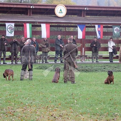 21 ročník celostátní soutěže barvářů pořádanou ČMKCHB - O PUTOVNÍ CENU - honitba Libavá, 19-22.10.2016