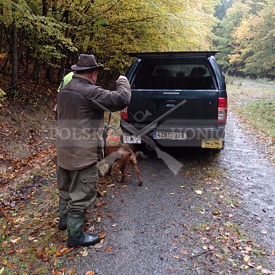 21 ročník celostátní soutěže barvářů pořádanou ČMKCHB - O PUTOVNÍ CENU - honitba Libavá, 19-22.10.2016