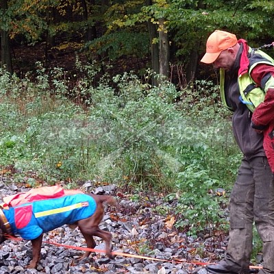 21 ročník celostátní soutěže barvářů pořádanou ČMKCHB - O PUTOVNÍ CENU - honitba Libavá, 19-22.10.2016