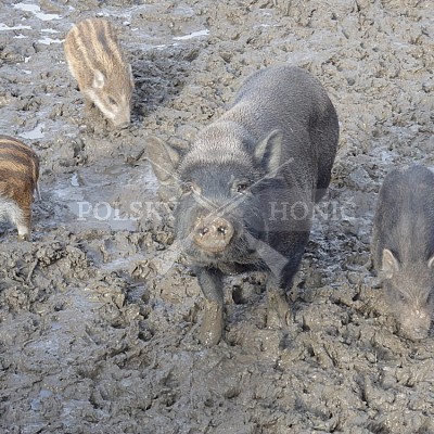 21 ročník celostátní soutěže barvářů pořádanou ČMKCHB - O PUTOVNÍ CENU - honitba Libavá, 19-22.10.2016