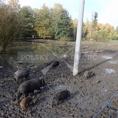 21 ročník celostátní soutěže barvářů pořádanou ČMKCHB - O PUTOVNÍ CENU - honitba Libavá, 19-22.10.2016