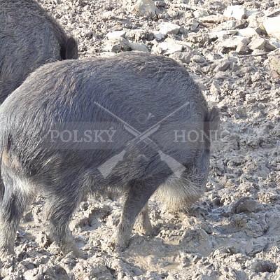 21 ročník celostátní soutěže barvářů pořádanou ČMKCHB - O PUTOVNÍ CENU - honitba Libavá, 19-22.10.2016