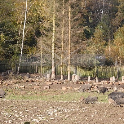 21 ročník celostátní soutěže barvářů pořádanou ČMKCHB - O PUTOVNÍ CENU - honitba Libavá, 19-22.10.2016